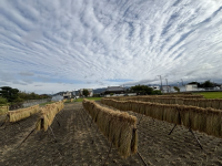 202510稲木干し１